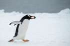 Antarctica, Brown Bluff. Gentoo penguin with nesting stone, courtship behavior. Art Print